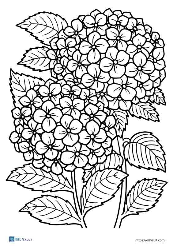 Plant Coloring Pages