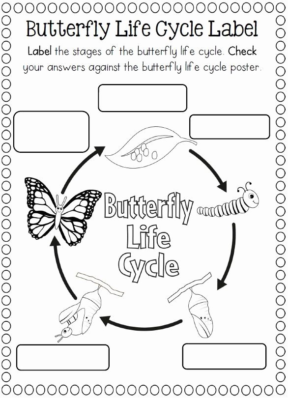 50 Butterfly Life Cycle Worksheet