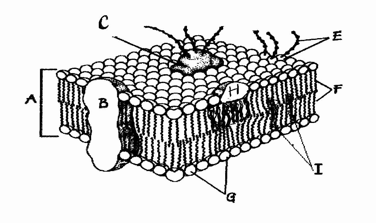 cell membrane coloring worksheet