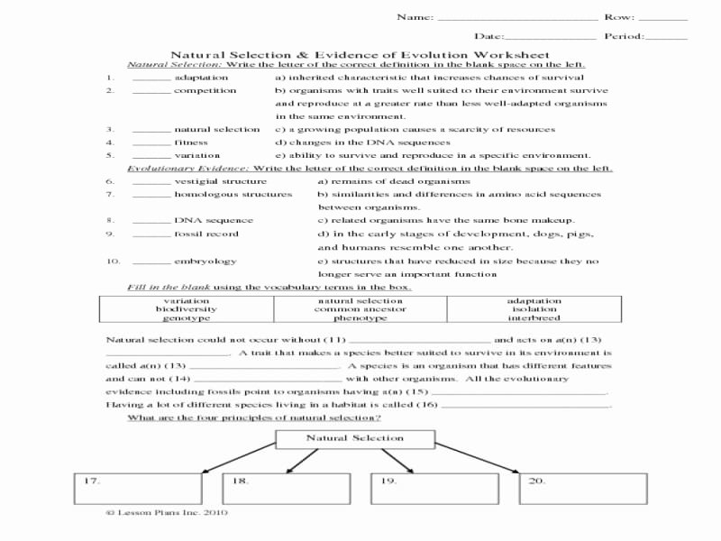 50 Evidence Of Evolution Worksheet Answers