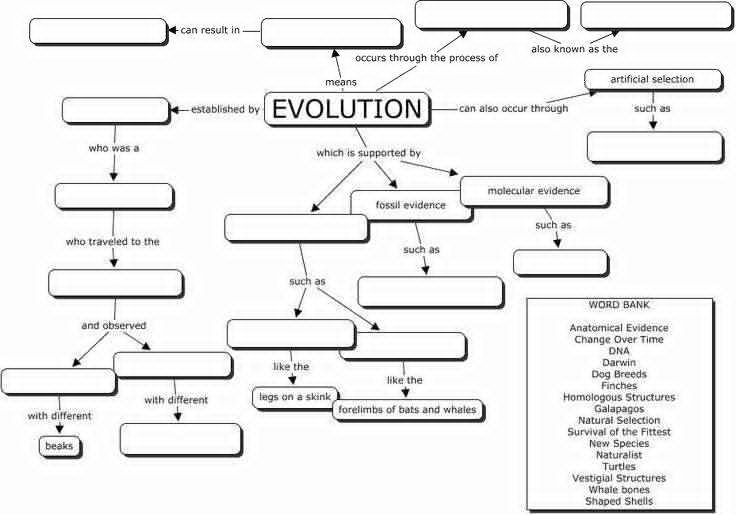 50 Evidence Of Evolution Worksheet Answers
