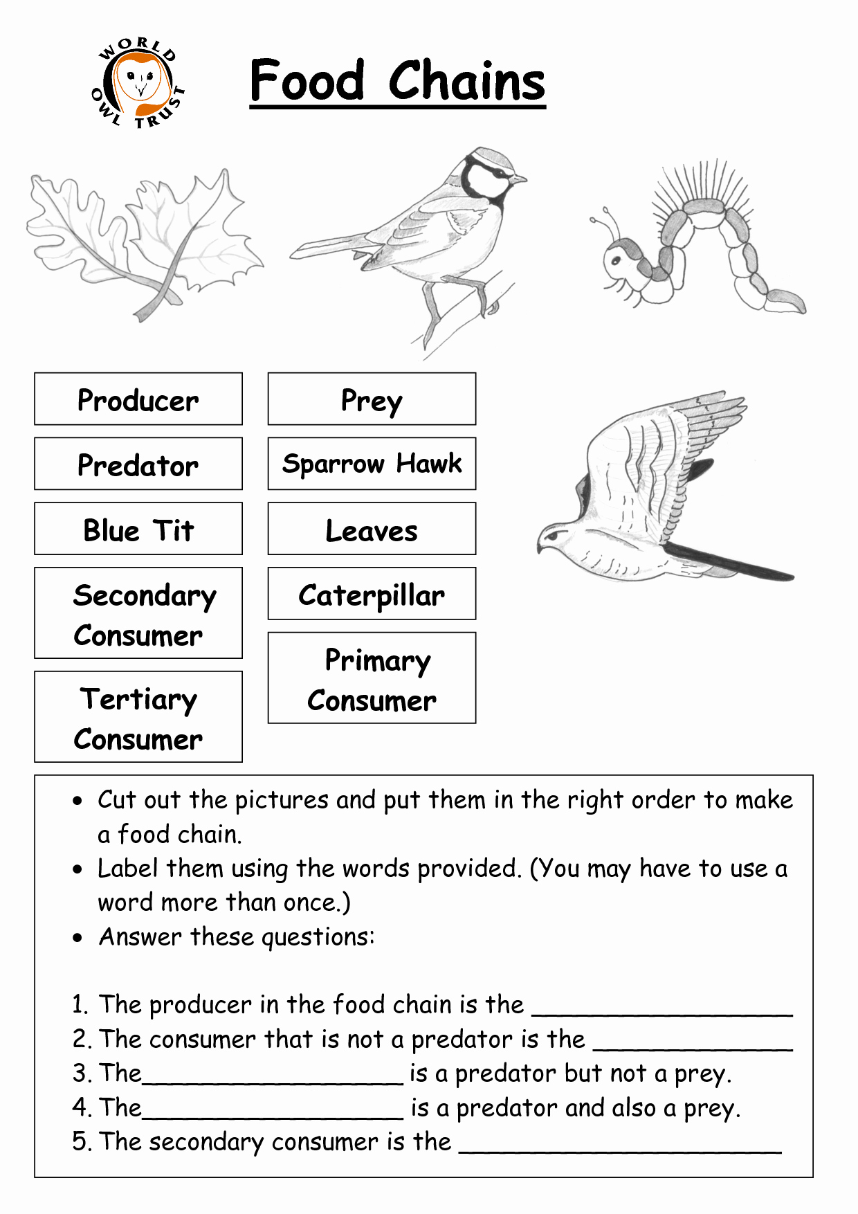 food webs and food chains worksheet