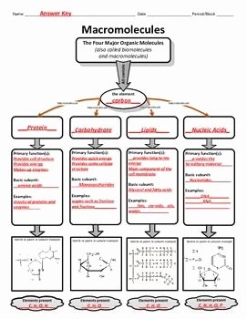 macromolecules worksheet