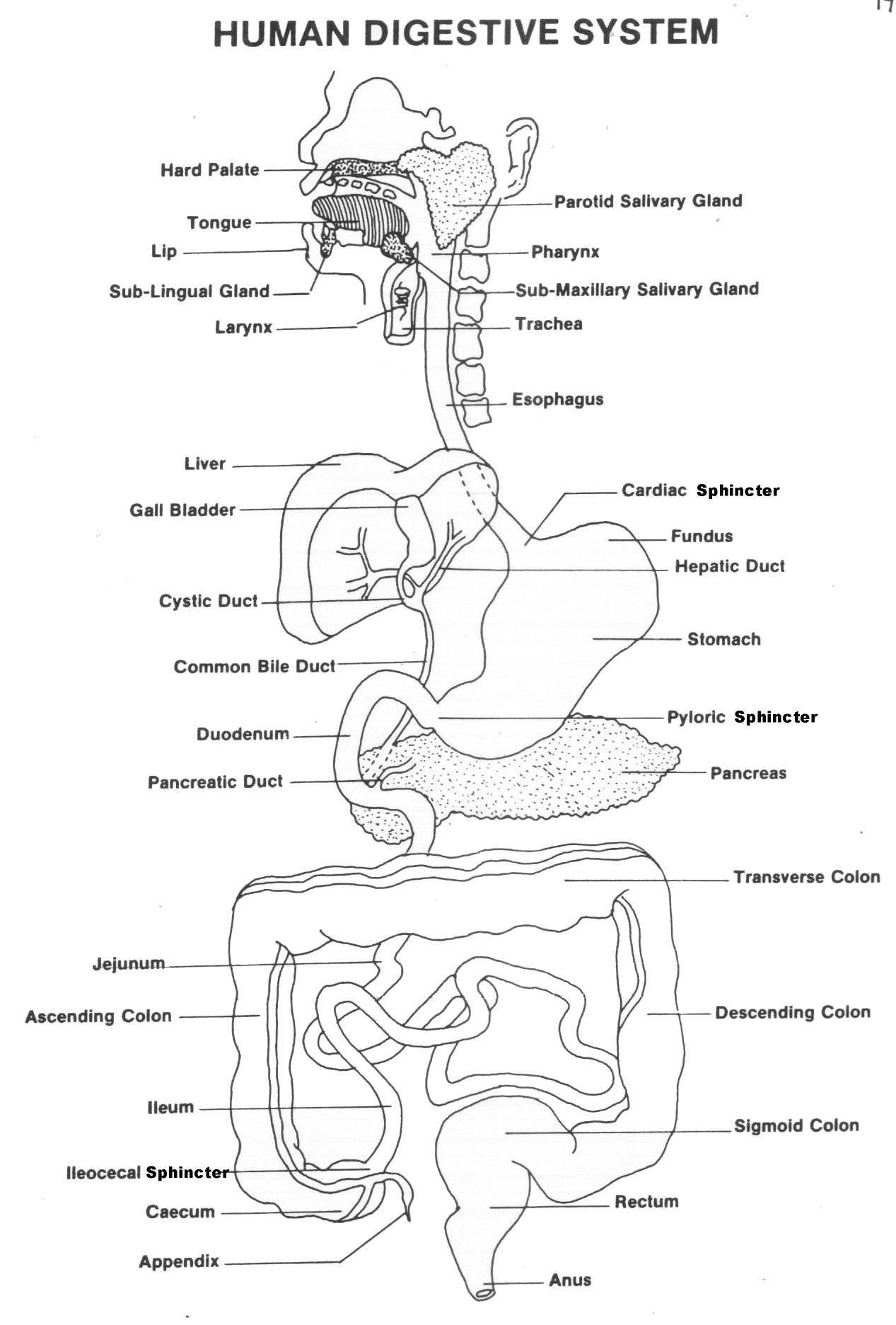 anatomy worksheets
