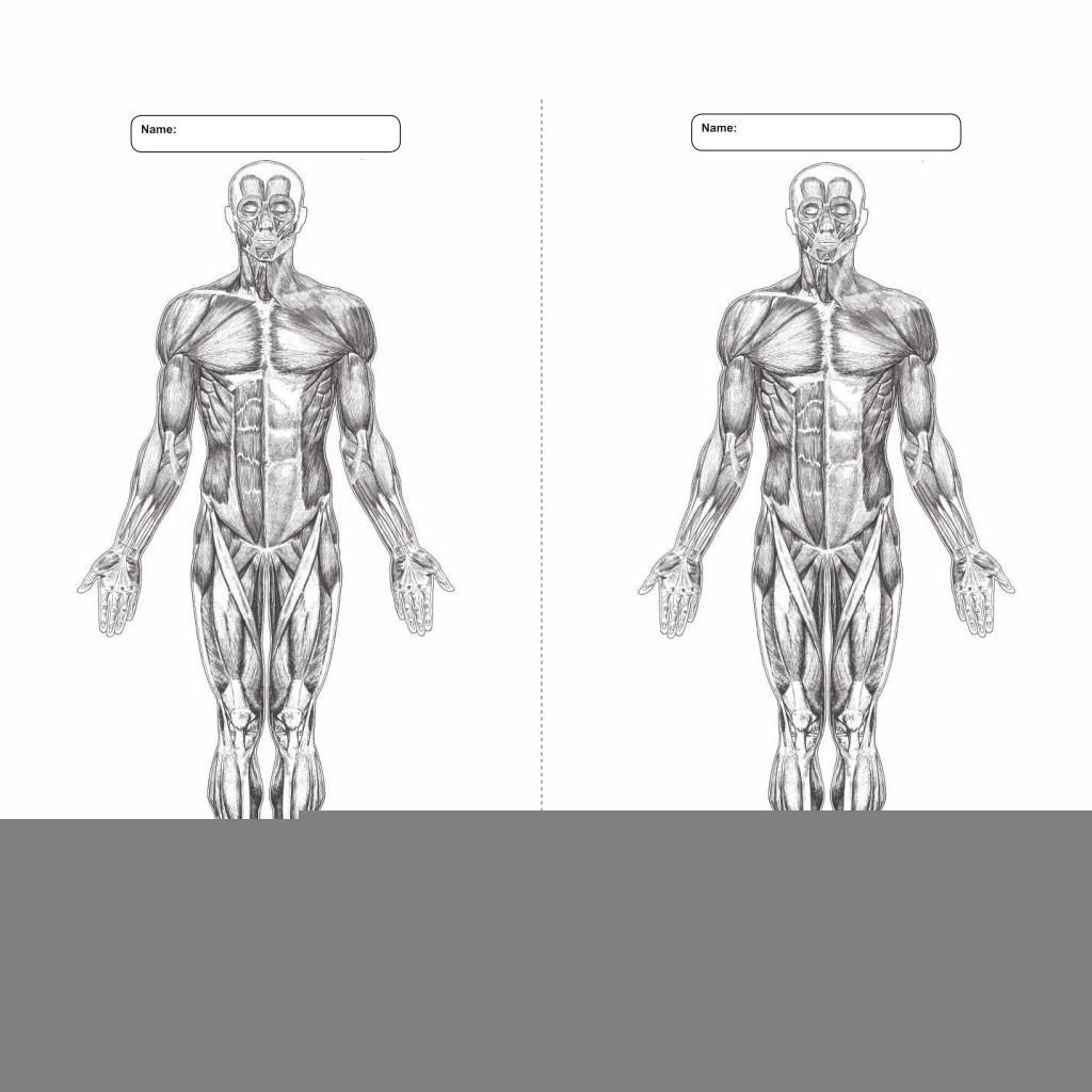 Anatomy Blank Worksheets Anatomy Worksheets