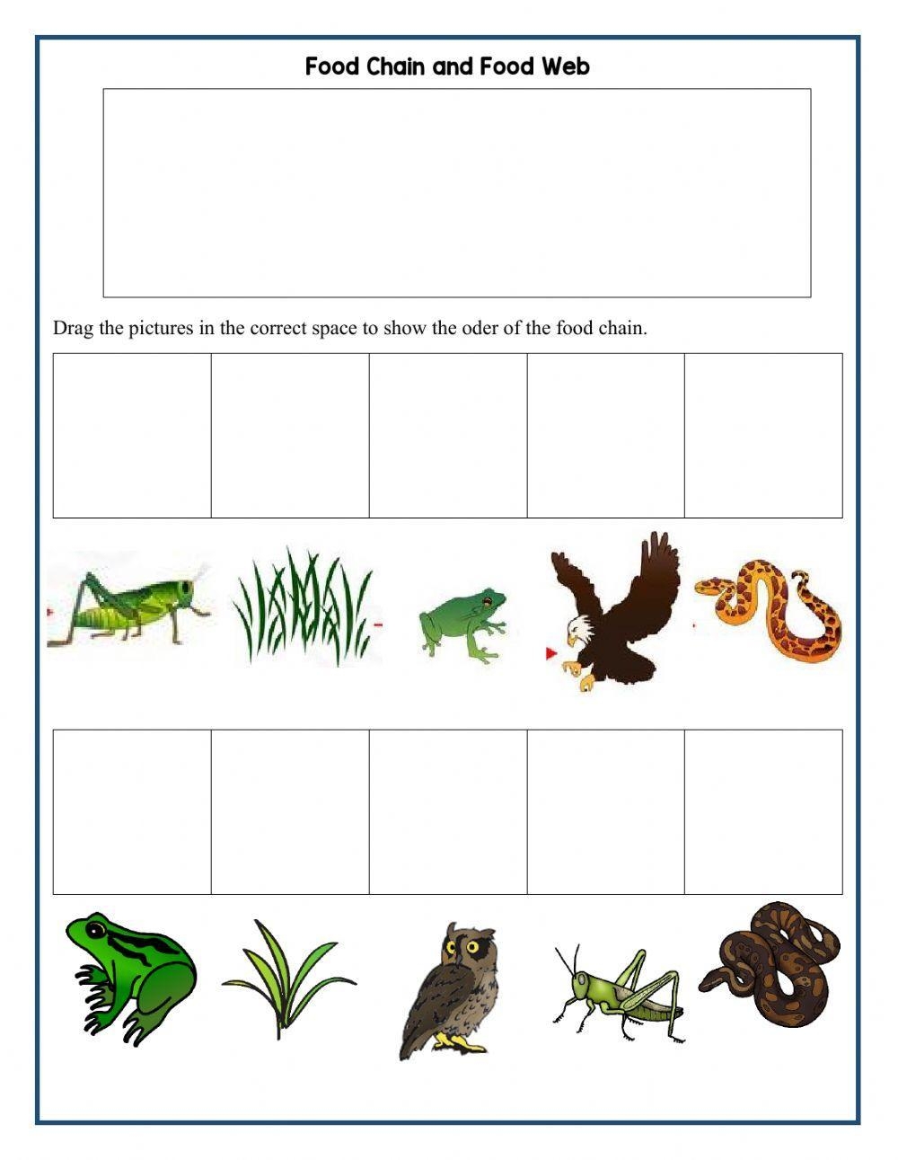 Arctic Food Chain And Arctic Food Web Activity Primary Worksheets 