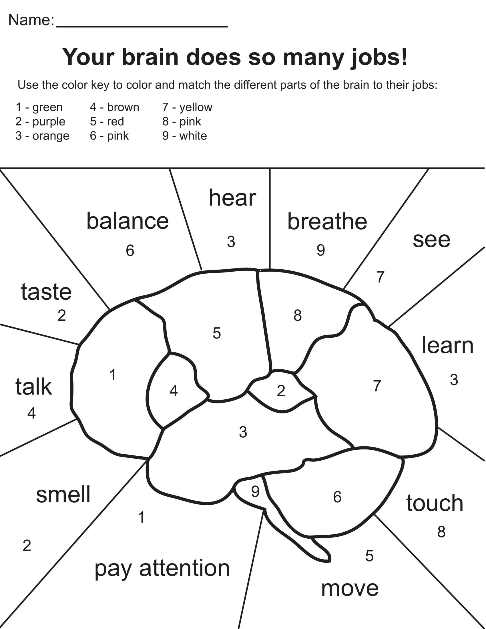B R A I N A C T I V I T Y Worksheets Library
