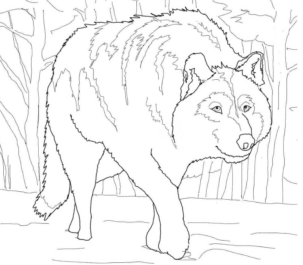 Baby Wolf Coloring Page Free Printable Coloring Pages For Kids