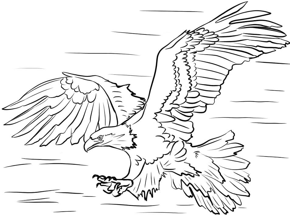 Bald Eagle On A Branch Coloring Page Free Printable Coloring Pages 