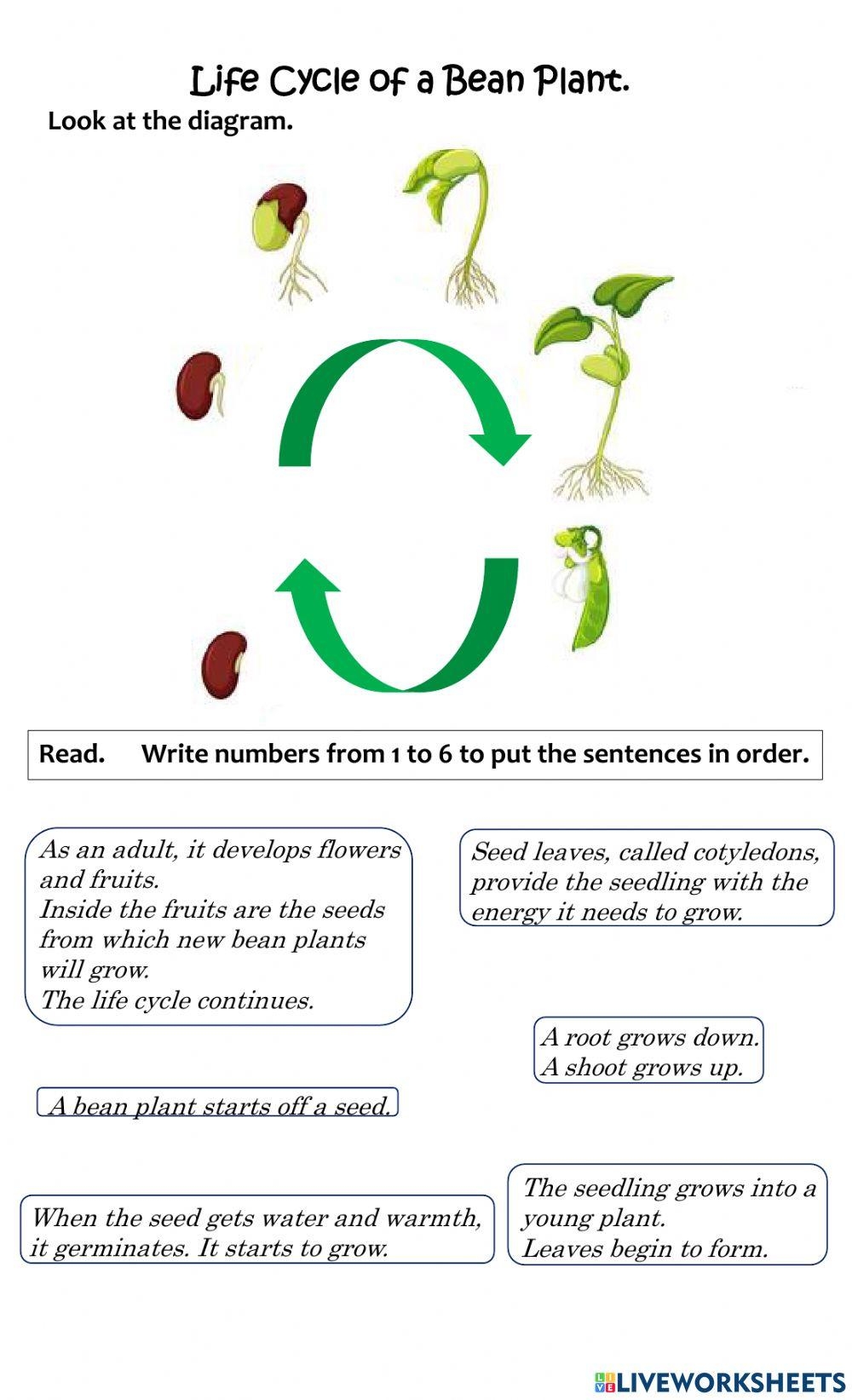 Bean Lifecycle Worksheet Plant Life Cycle Worksheet Plant Life 