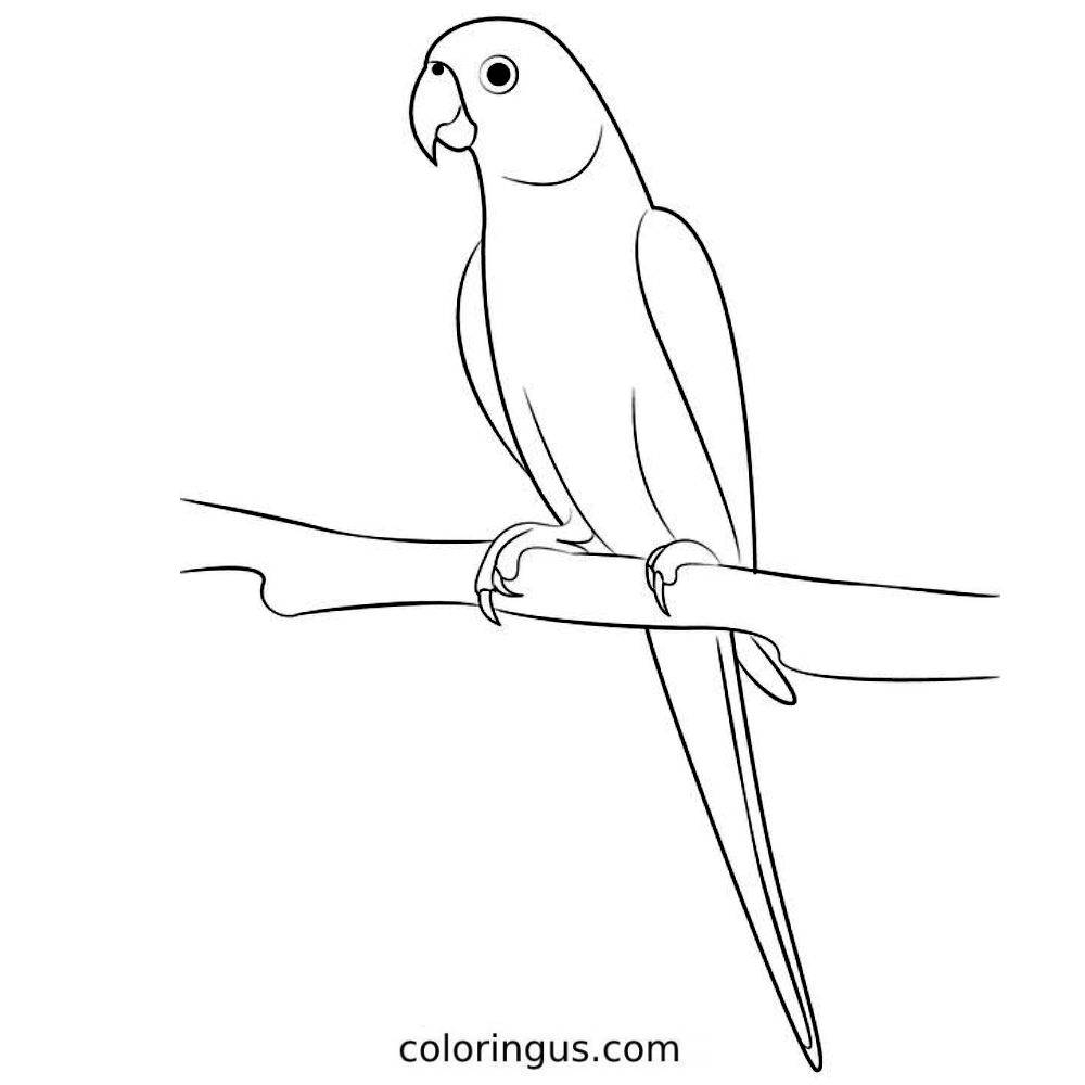 Black And White Outline Clipart Printable Parrot Coloring Page