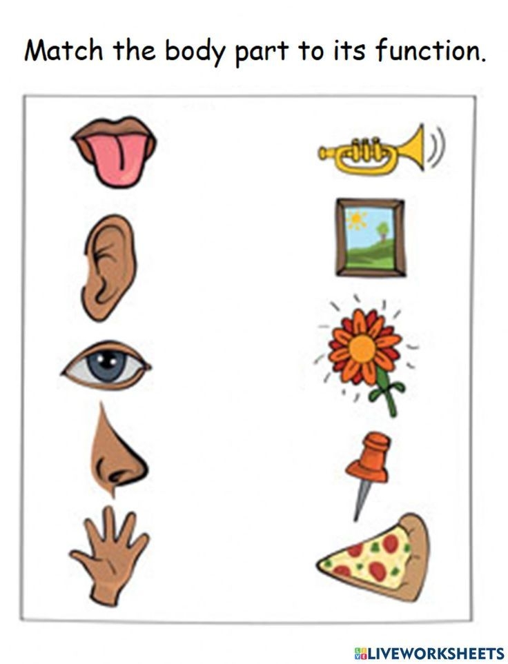 Body Parts Functions Worksheet Body Parts For Kids Kindergarten