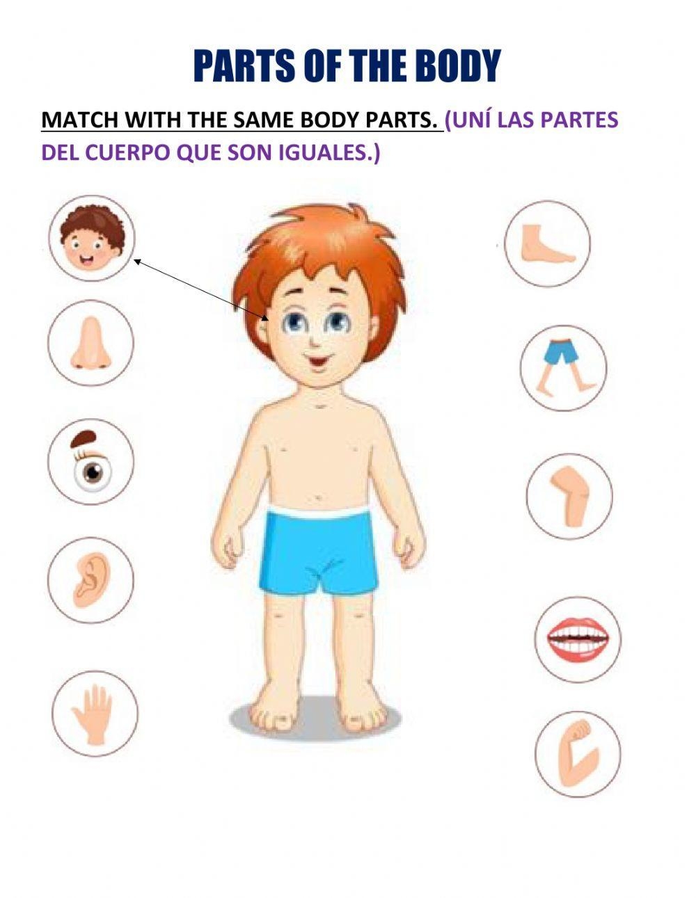 Body Parts Worksheets Worksheetspack Worksheets Library