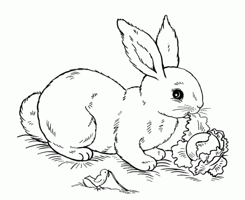 Bunny Coloring Pages Free Printable Coloring Home
