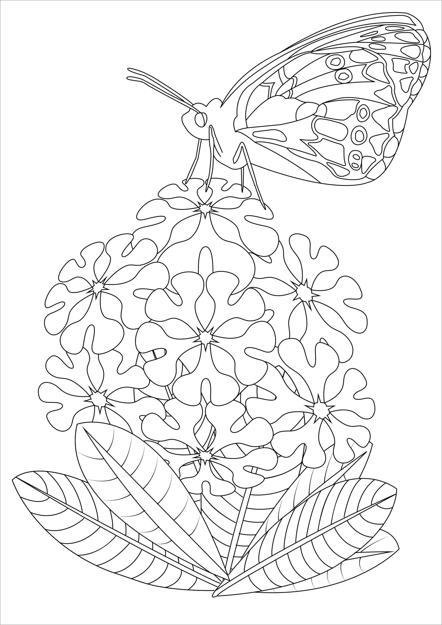 Coloring Page Butterfly