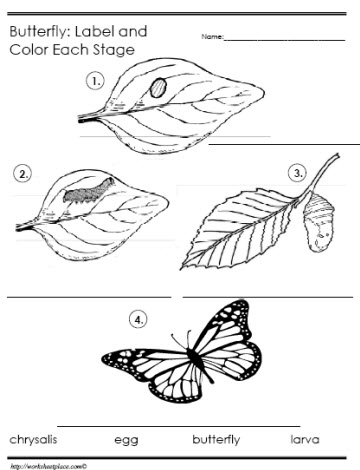 butterfly life cycle worksheet