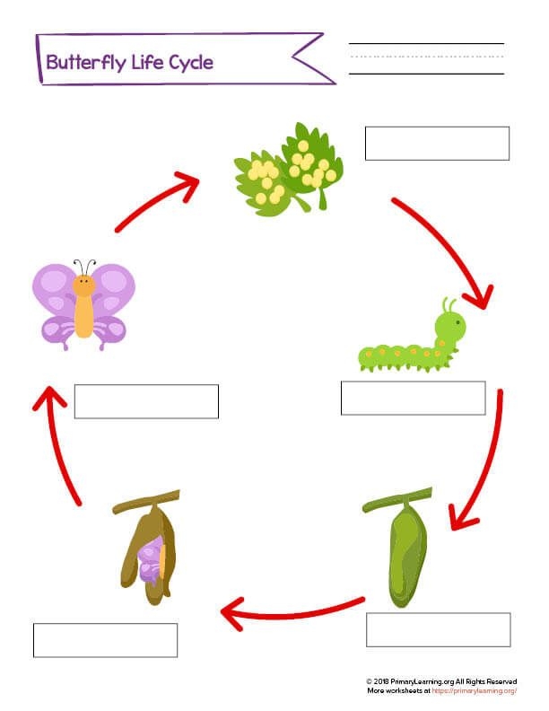 life stages of a butterfly worksheet