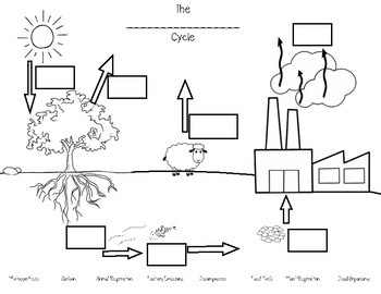 carbon cycle worksheet