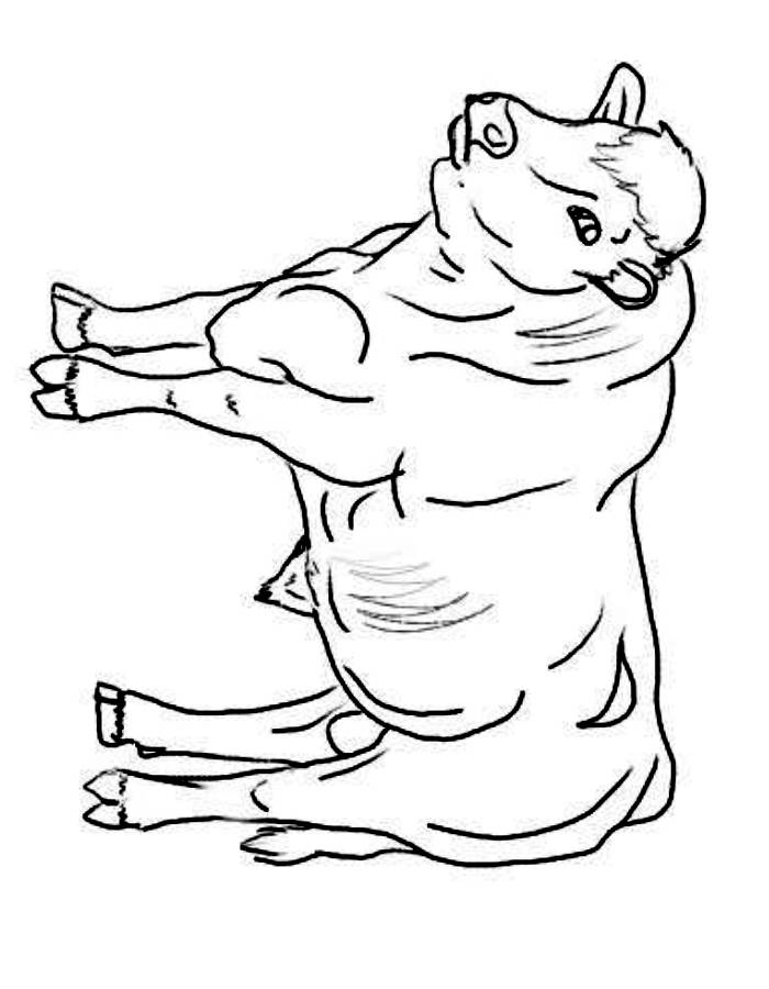 Cattle Coloring Pages