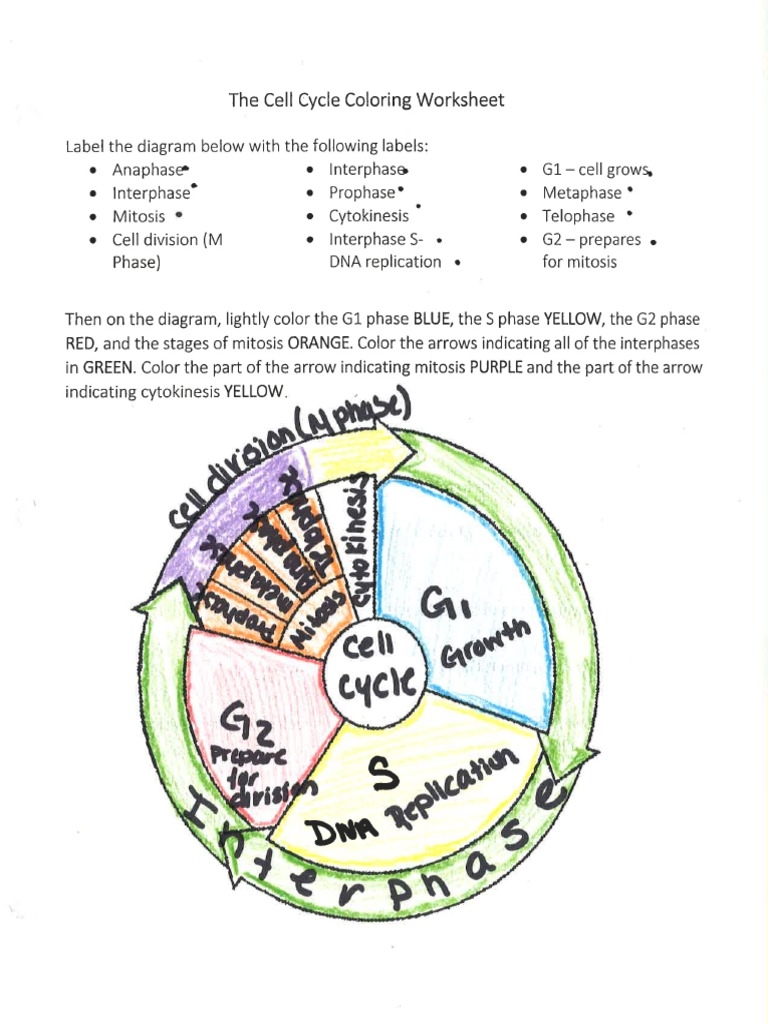 Cell Cycle Coloring Key Name KEY Per Date 