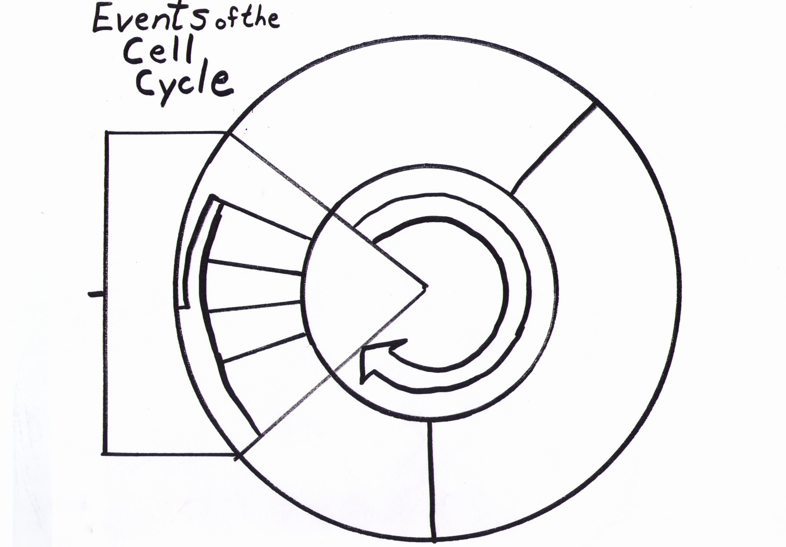 Cell Cycle Coloring Worksheet Fresh 4 Best Of Cell Cycle Diagram Blank 