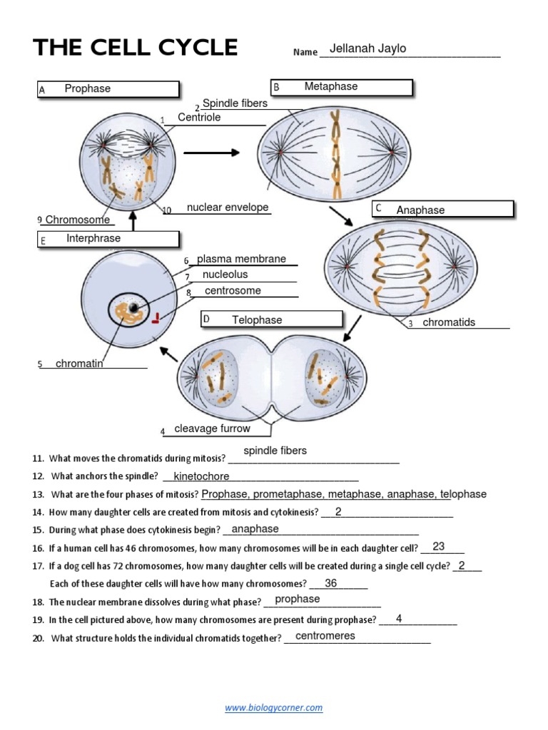 cell cycle worksheet