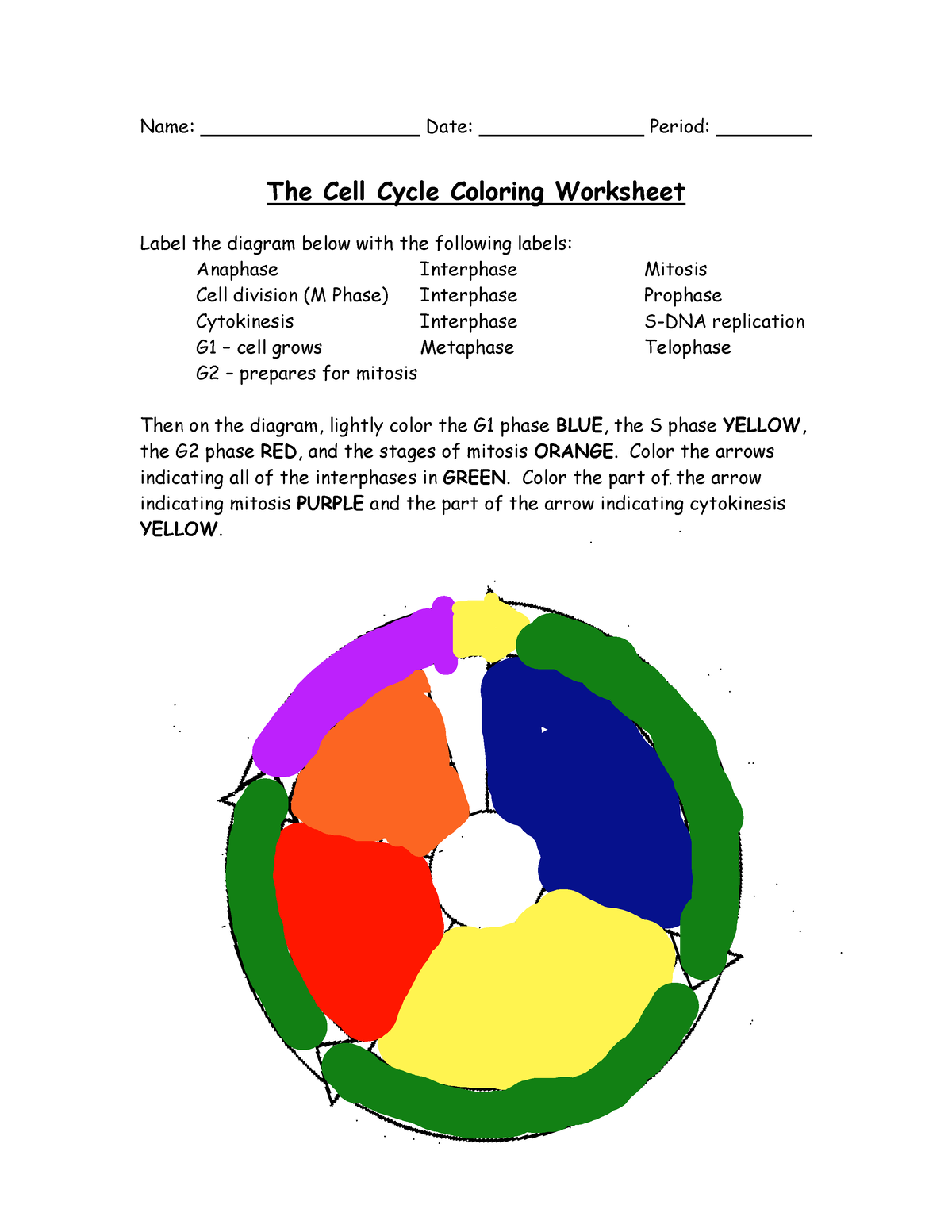 cell cycle coloring worksheet