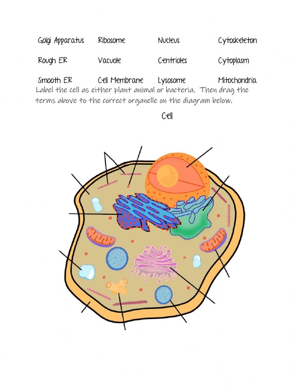 Cell Organelles Worksheet Education Worksheets Library