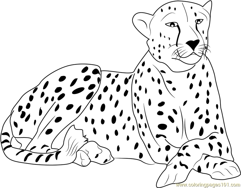 Cheetah Coloring Page