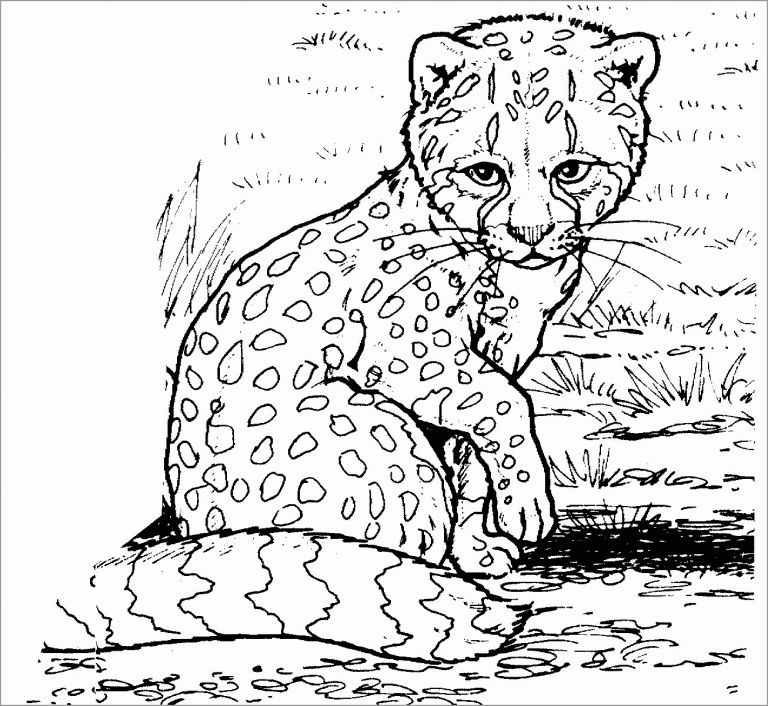 Coloring Page Of A Cheetah ColoringBay