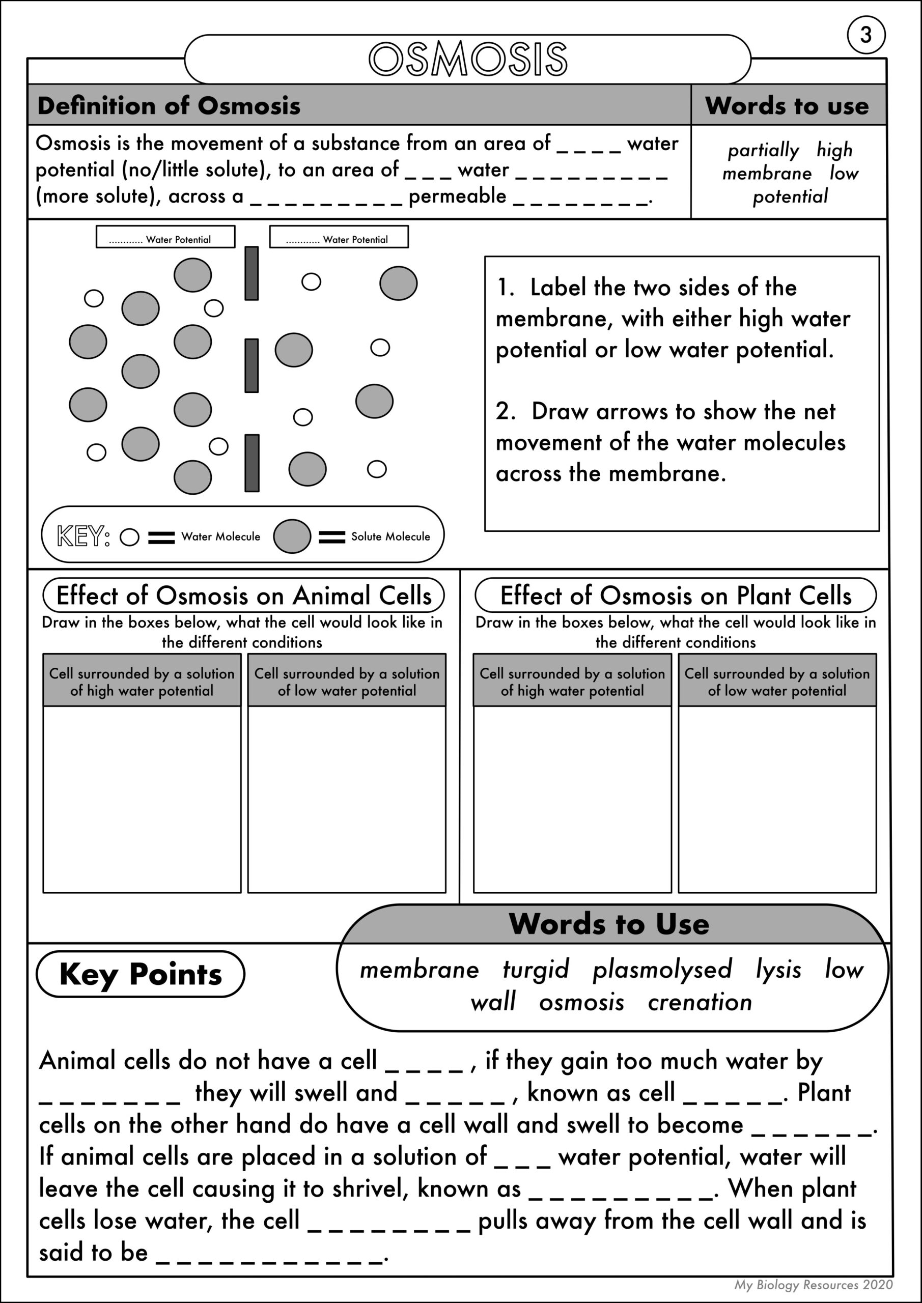 diffusion and osmosis worksheet