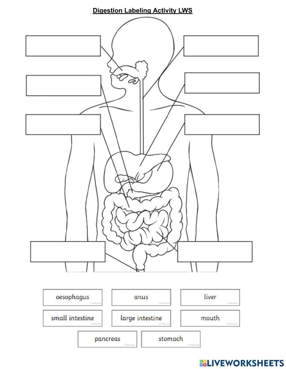 Digestive System Labeling Practice Worksheet PDF PDF Worksheets Library