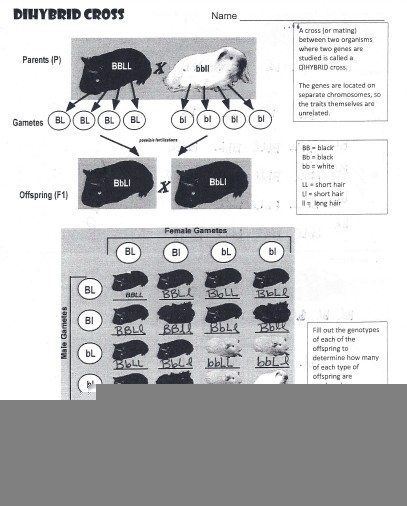 Dihybrid Cross Worksheet Answer Key Questions PDF Doc