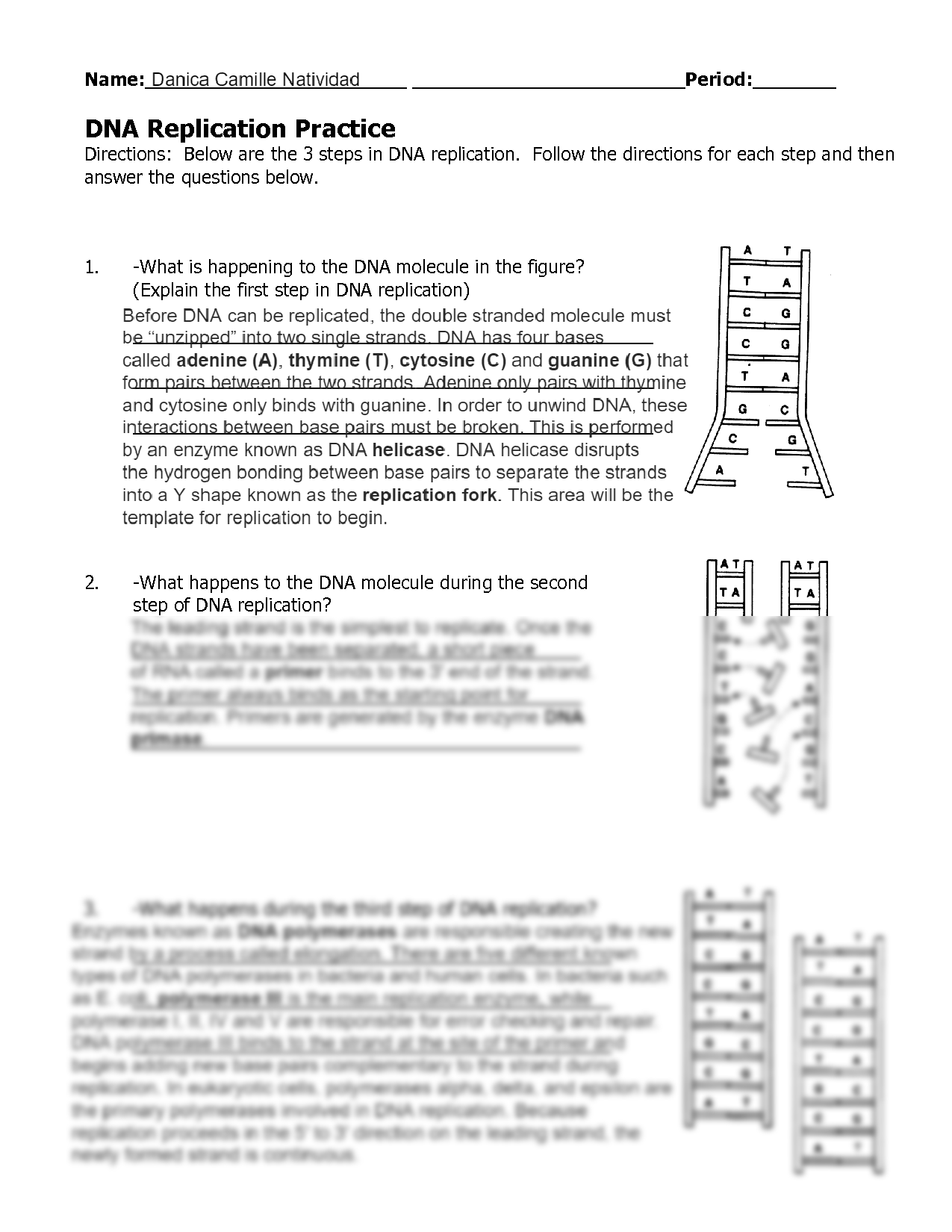dna replication worksheet answer key