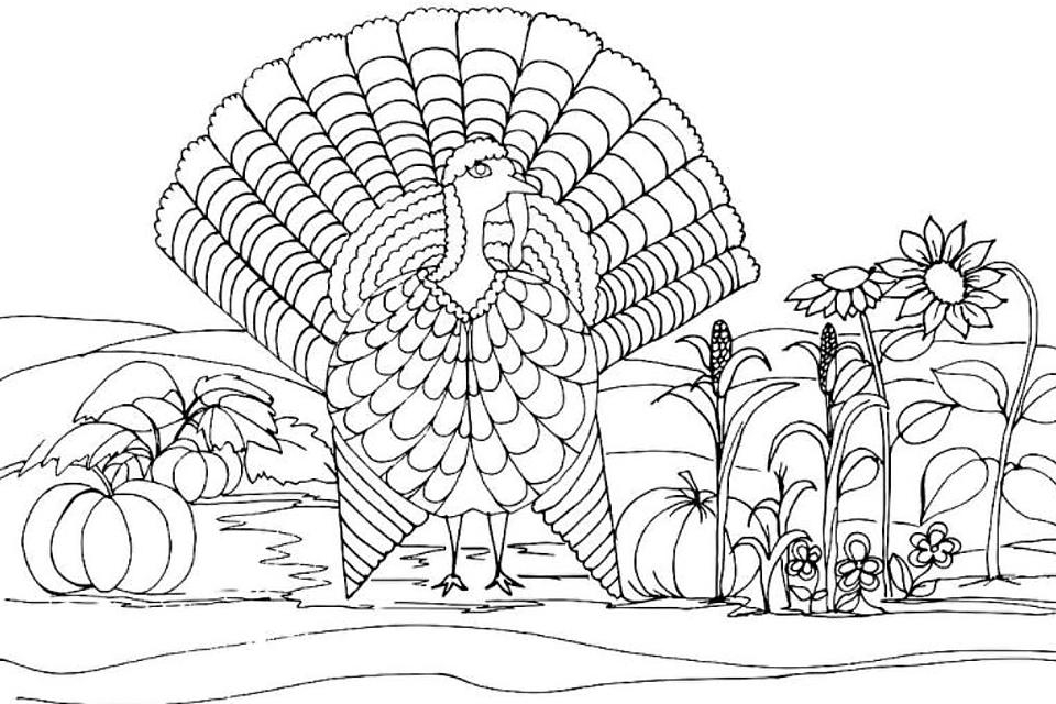 free printable turkey coloring pages