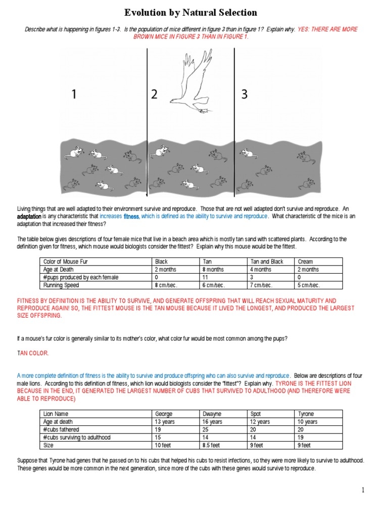 natural selection worksheet