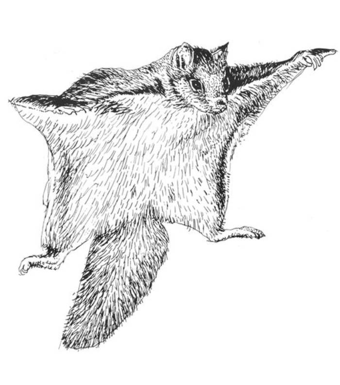 Flying Squirrel Coloring Page