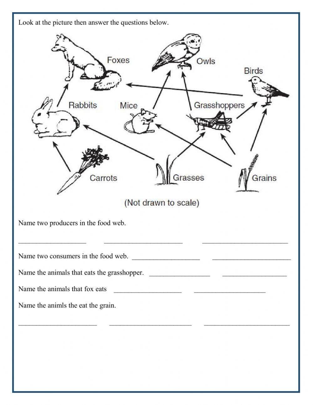 Food Chain And Food Web Interactive Worksheet Live Worksheets 