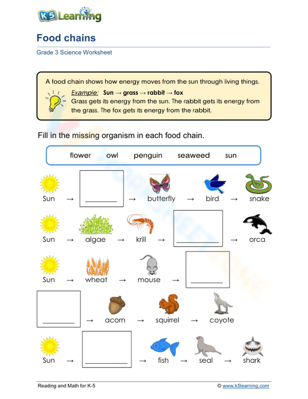 food chain worksheet