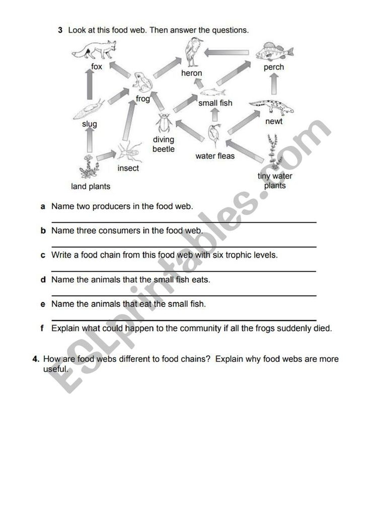 Food Web Worksheet Answer Key