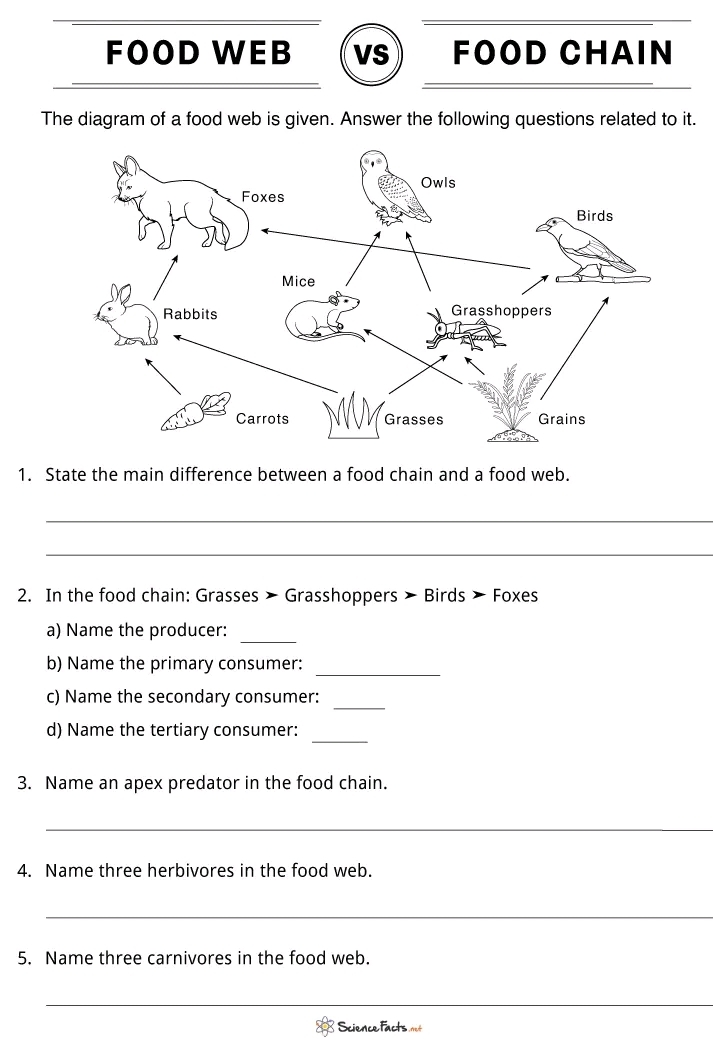 Food Web Worksheets Free Printable Worksheets Library
