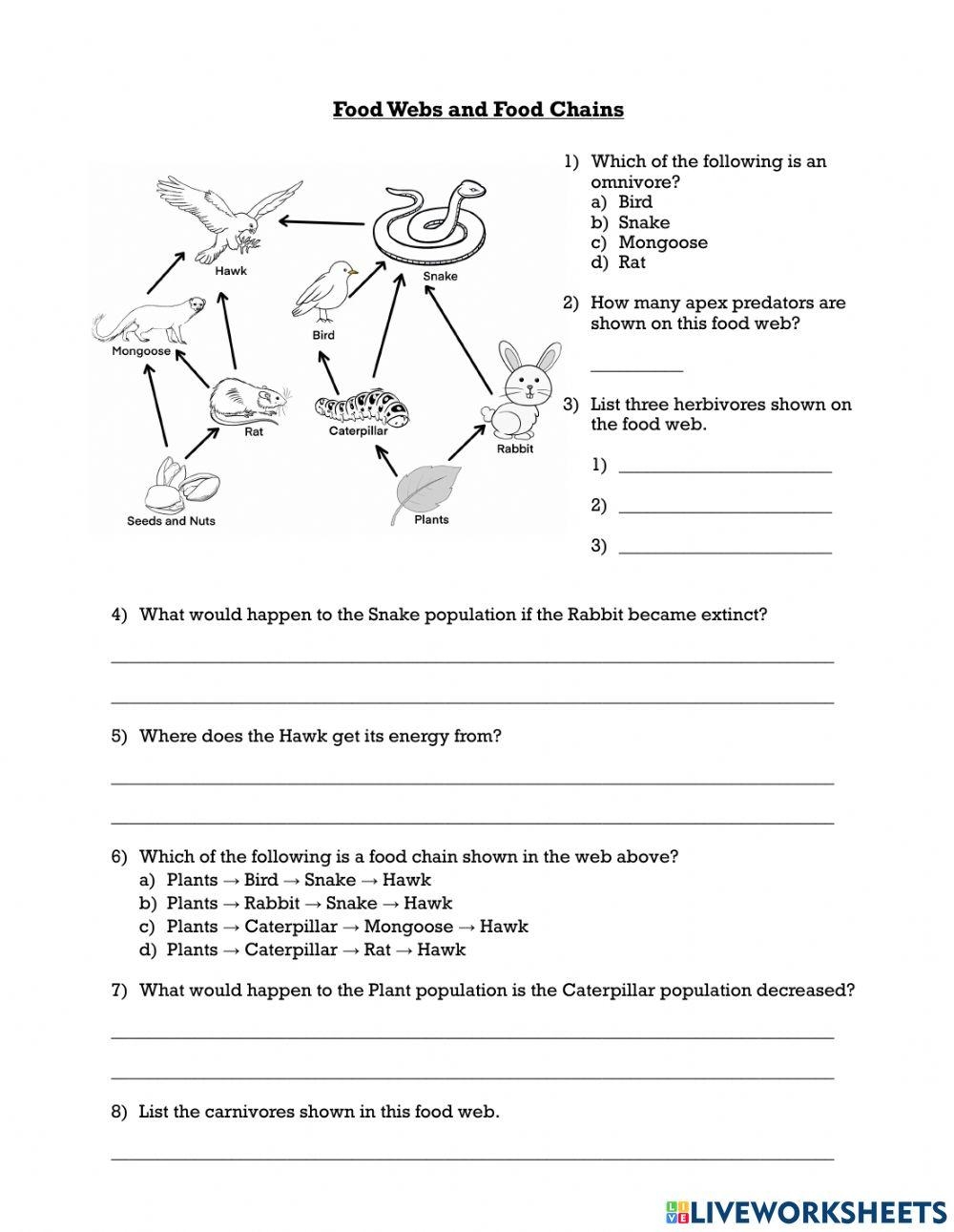 Food Webs And Food Chains Worksheet PDF PDF Worksheets Library