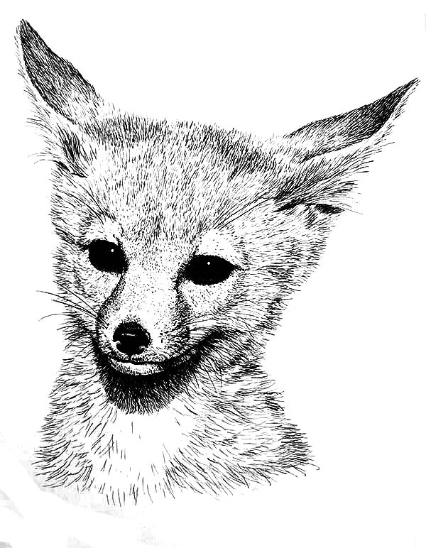 Fox Coloring Pages Coloring rocks