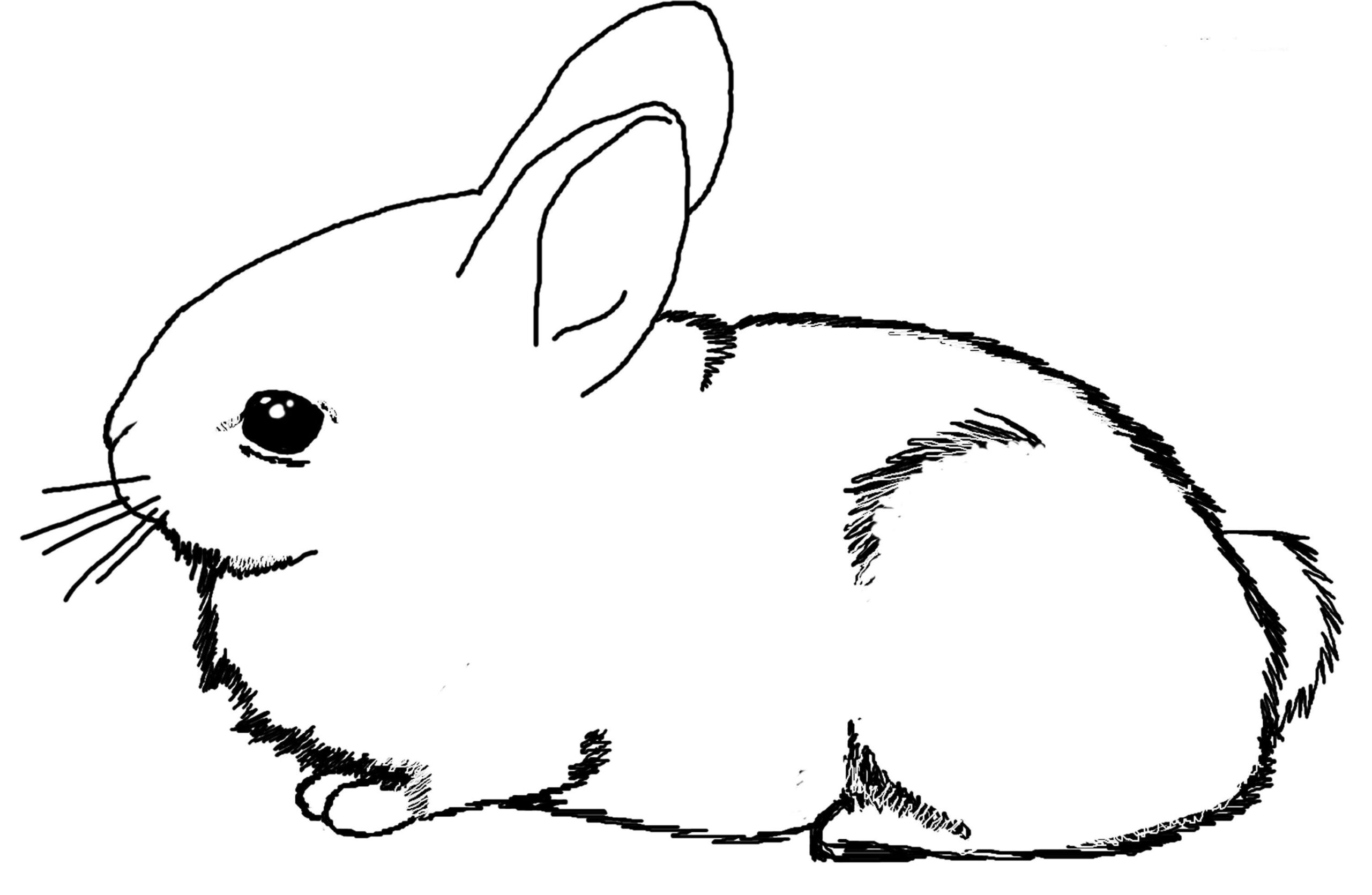 Free Bunny Coloring Pages Free Printable Download Free Bunny Coloring 