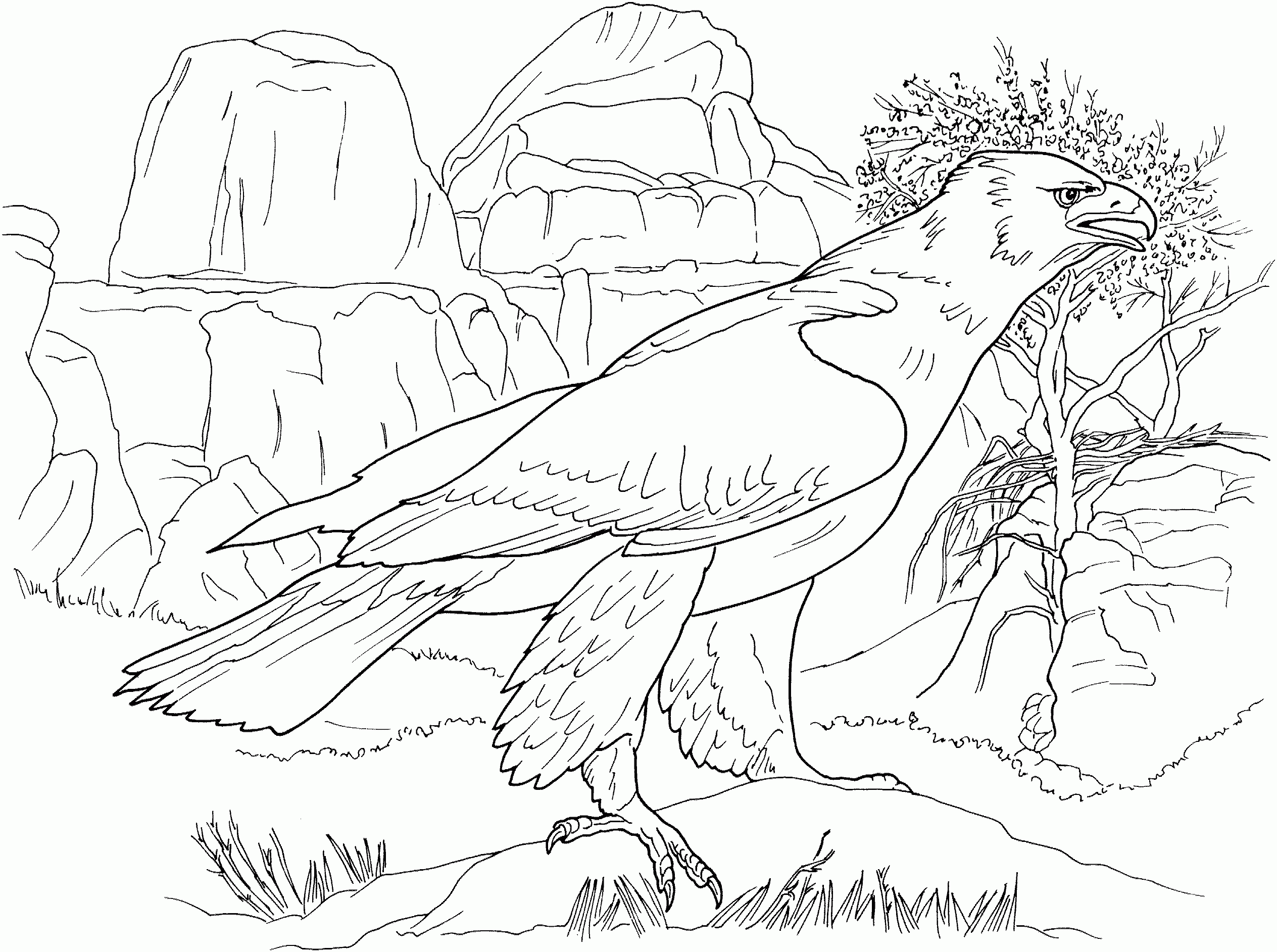 Eagle Coloring Pages