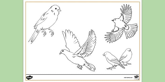 FREE Free Printable Bird Colouring Page Colouring Sheets 