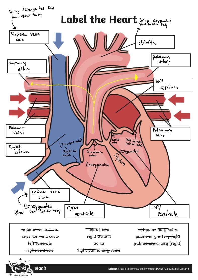 label the heart worksheet