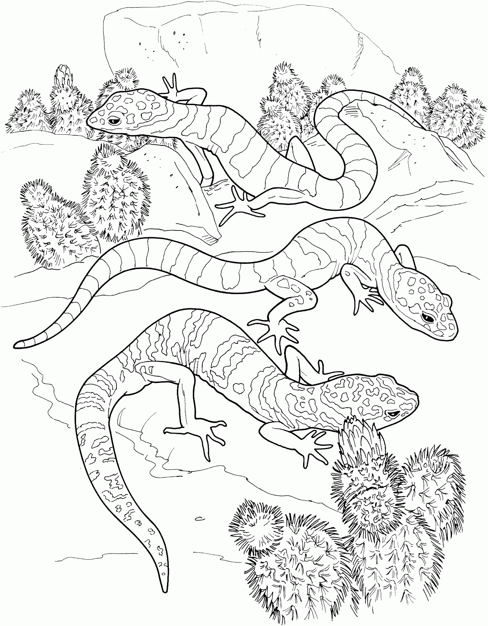 Lizard Coloring Pages