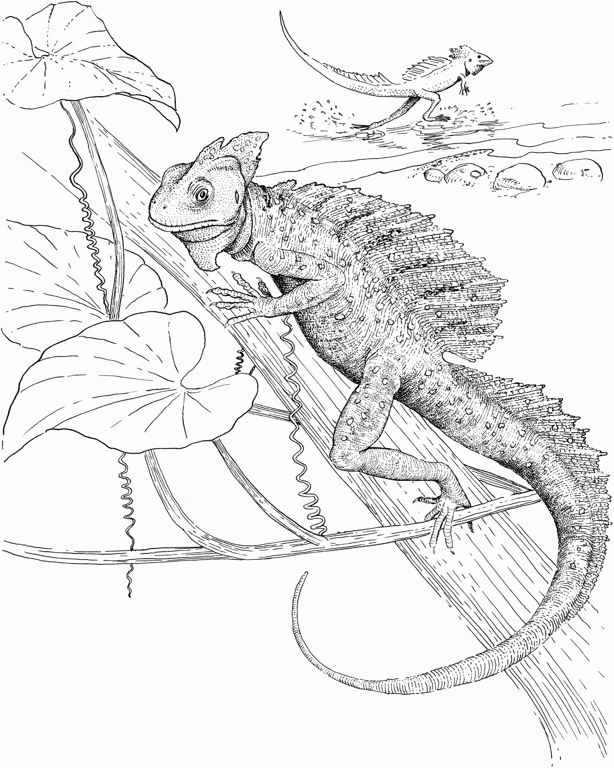 Free Lizard Coloring Pages