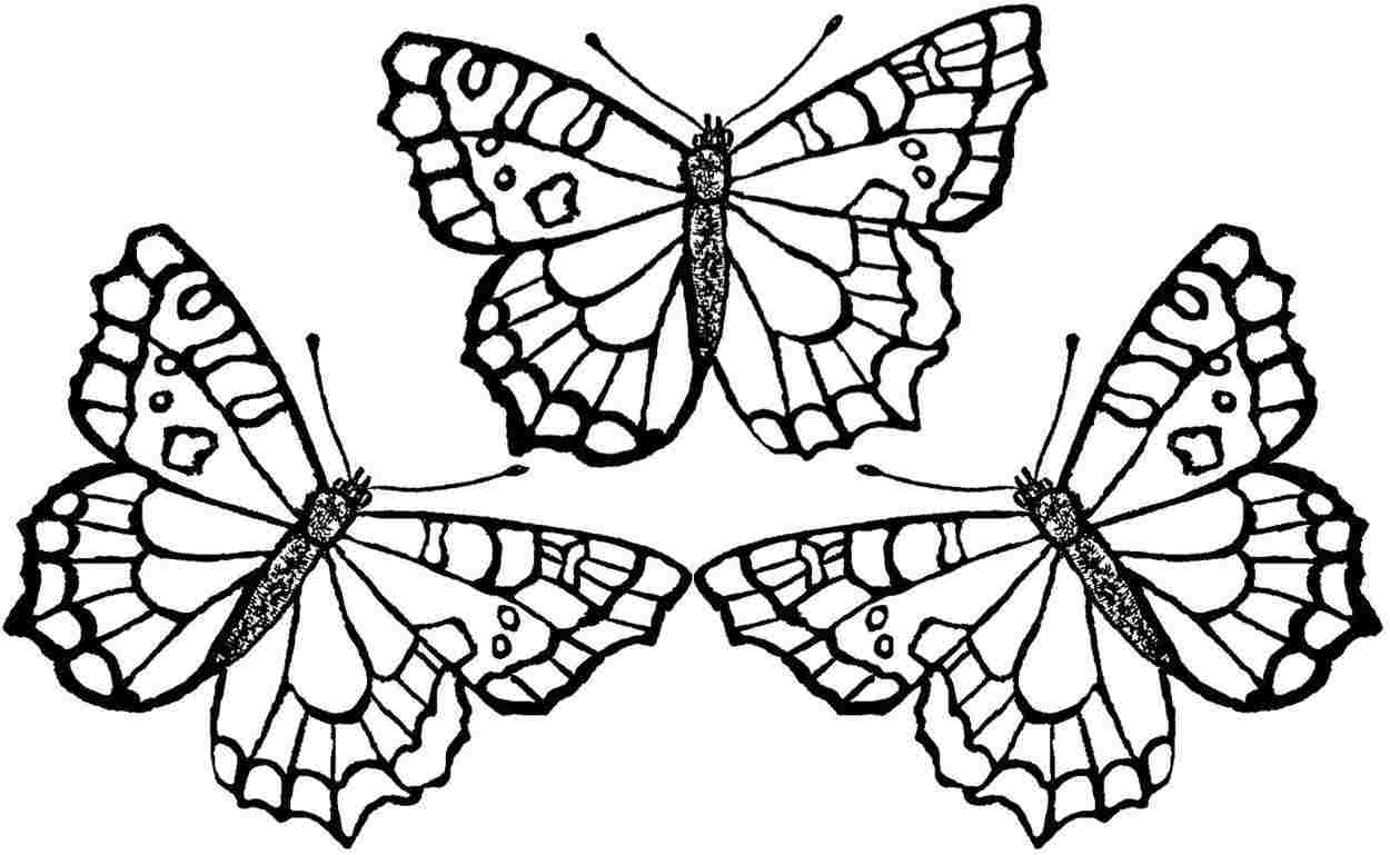 Butterfly Coloring Pages Printable